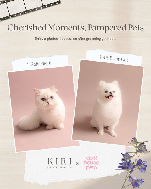 Kiri Photography x Dollhouse Pets