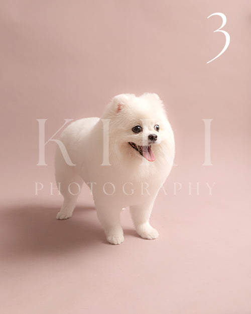 Cotton's Kiri Pawtrait