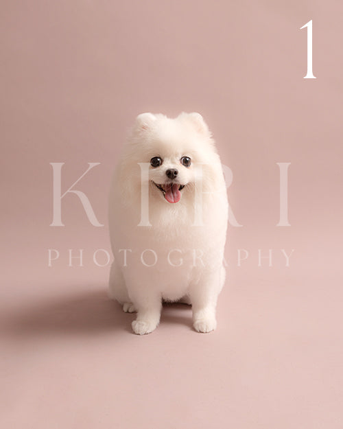 Cotton's Kiri Pawtrait