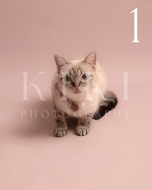 Star's Kiri Pawtrait