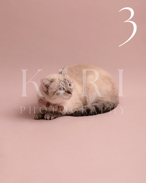 Star's Kiri Pawtrait