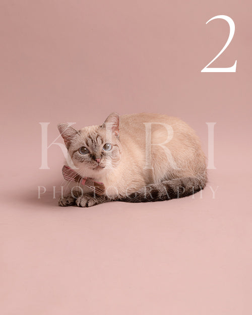 Star's Kiri Pawtrait