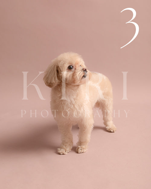 Popcorn's Kiri Pawtrait