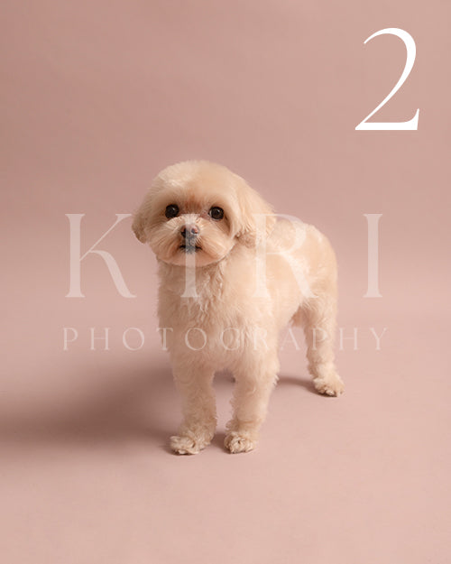 Popcorn's Kiri Pawtrait