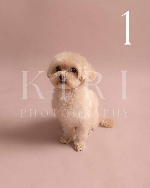 Popcorn's Kiri Pawtrait