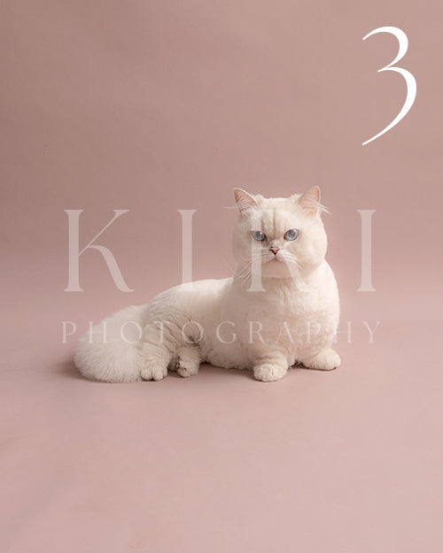 Milky's Kiri Pawtrait