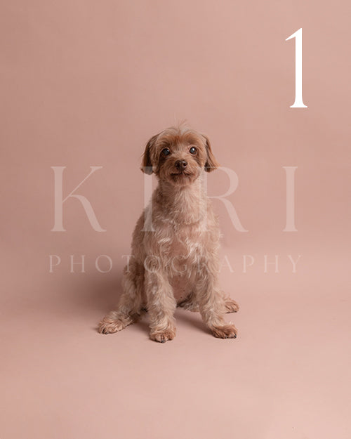 Willow's Kiri Pawtrait