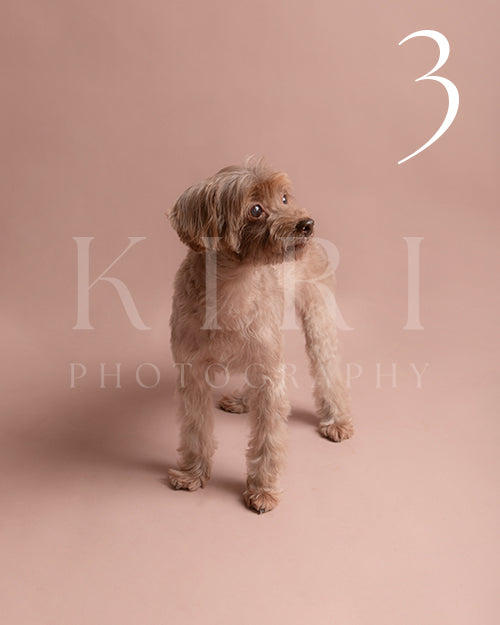 Willow's Kiri Pawtrait