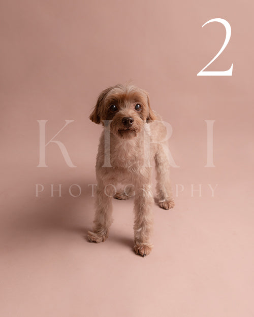 Willow's Kiri Pawtrait