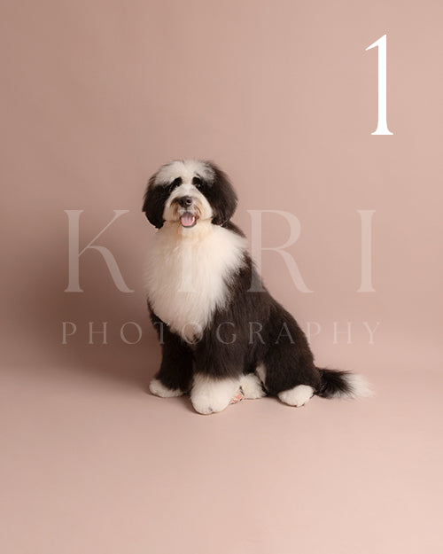 Sadie's Kiri Pawtrait