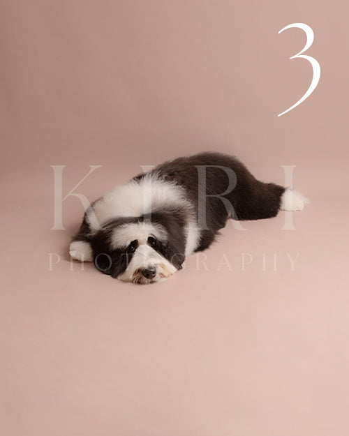 Sadie's Kiri Pawtrait