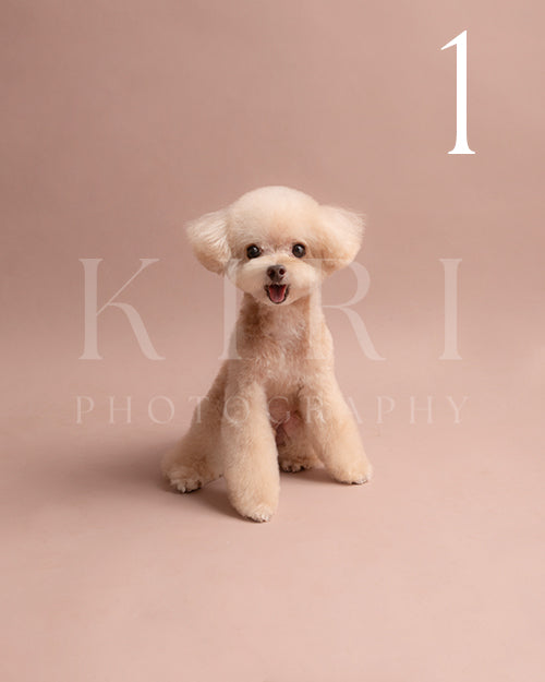 Pop corn's Kiri Pawtrait
