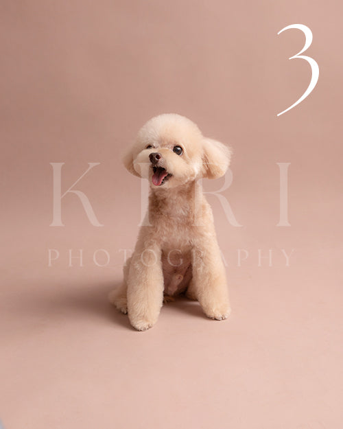 Pop corn's Kiri Pawtrait