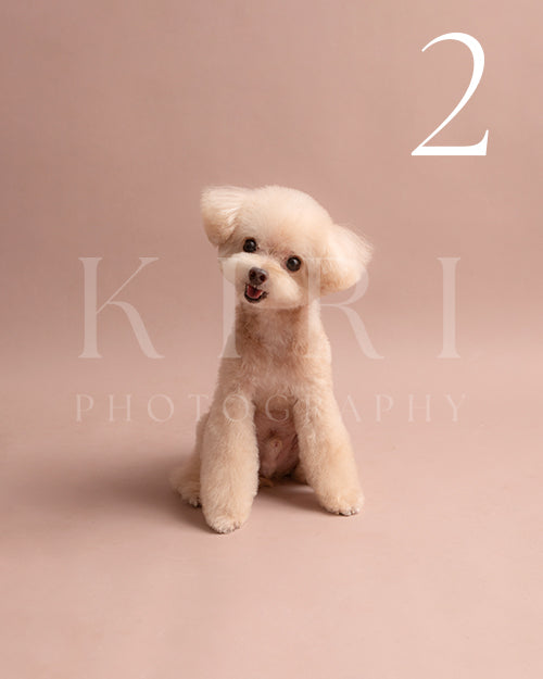 Pop corn's Kiri Pawtrait
