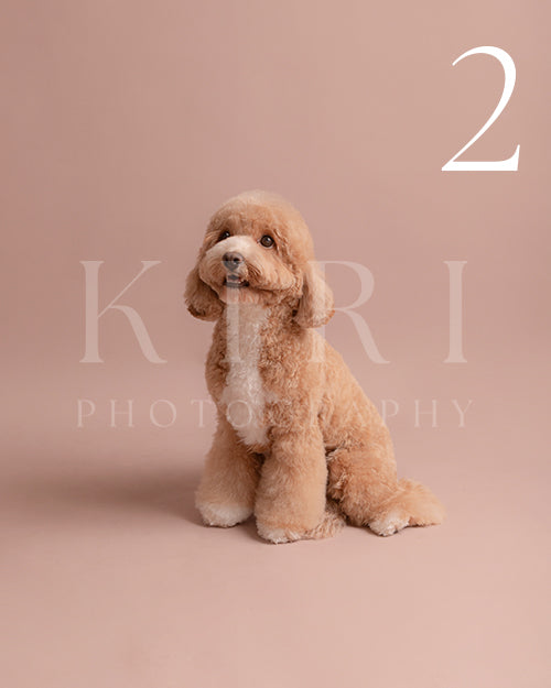 Furbie's Kiri Pawtrait