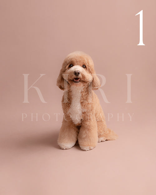 Furbie's Kiri Pawtrait