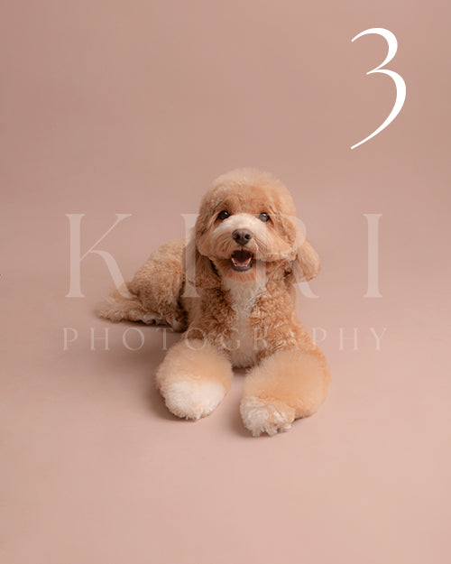 Furbie's Kiri Pawtrait