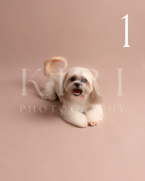 Lola's Kiri Pawtrait