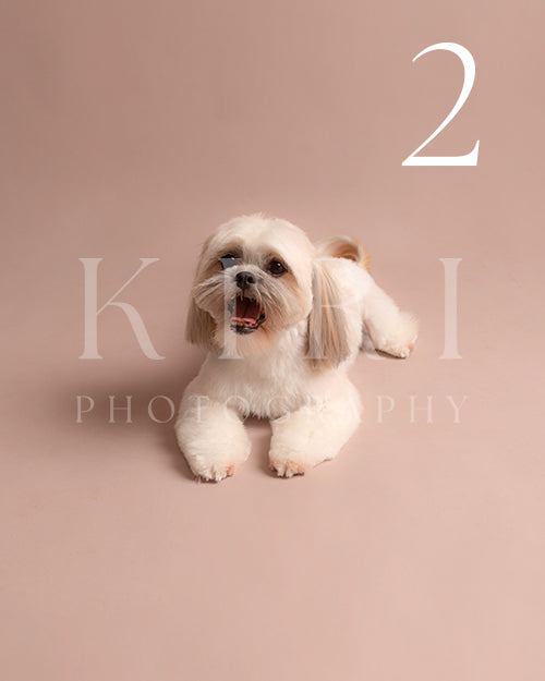 Lola's Kiri Pawtrait