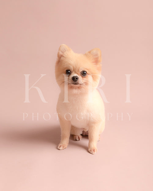 Mochi's Kiri Pawtrait