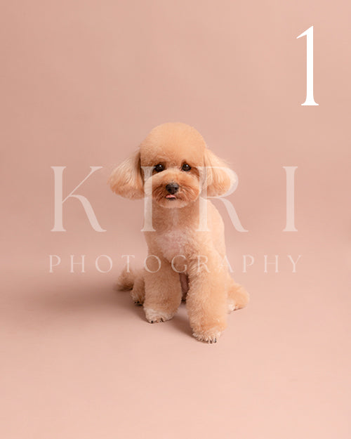 Coco's Kiri Pawtrait