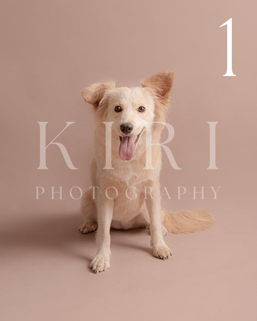 Latte's Kiri Pawtrait