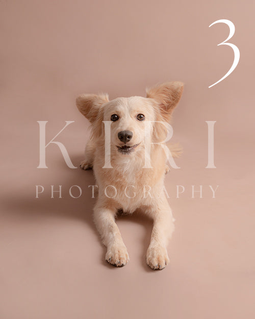 Latte's Kiri Pawtrait