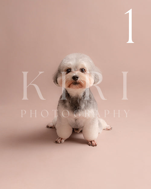 Koko's Kiri Pawtrait