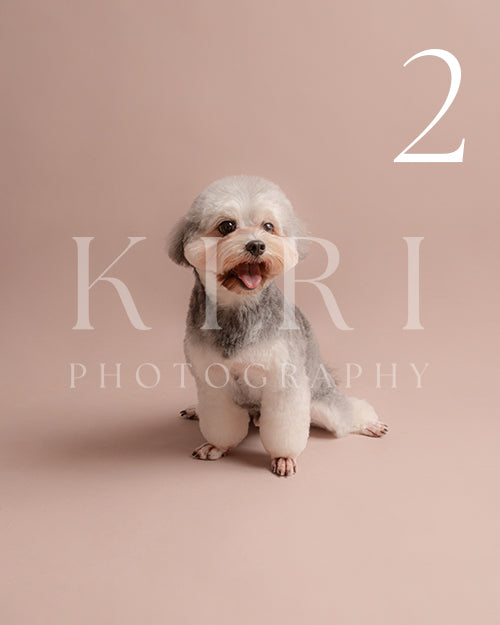 Koko's Kiri Pawtrait