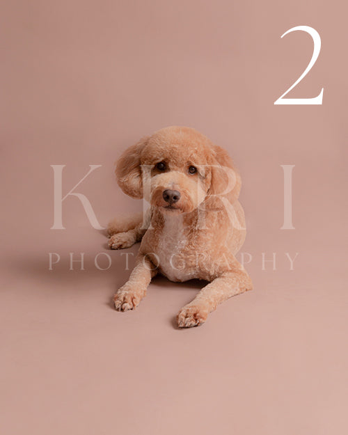 Simba's Kiri Pawtrait