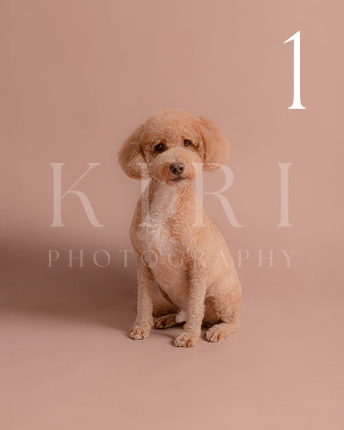 Simba's Kiri Pawtrait