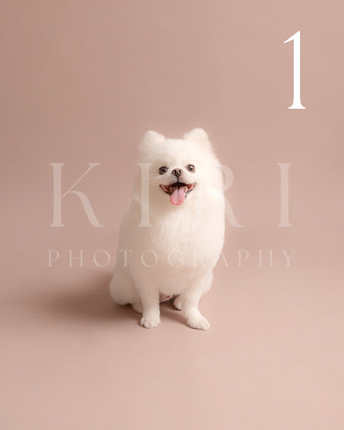 Bagel's Kiri Pawtrait