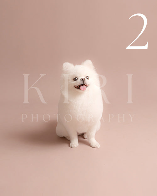 Bagel's Kiri Pawtrait