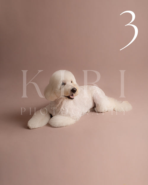 Meadow's Kiri Pawtrait