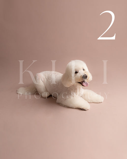 Meadow's Kiri Pawtrait
