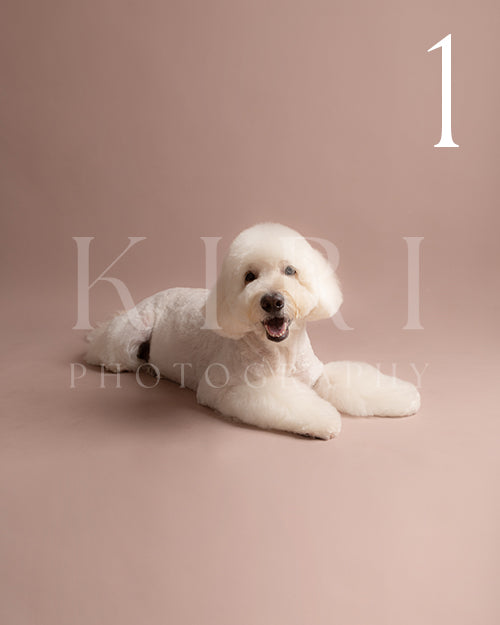 Meadow's Kiri Pawtrait