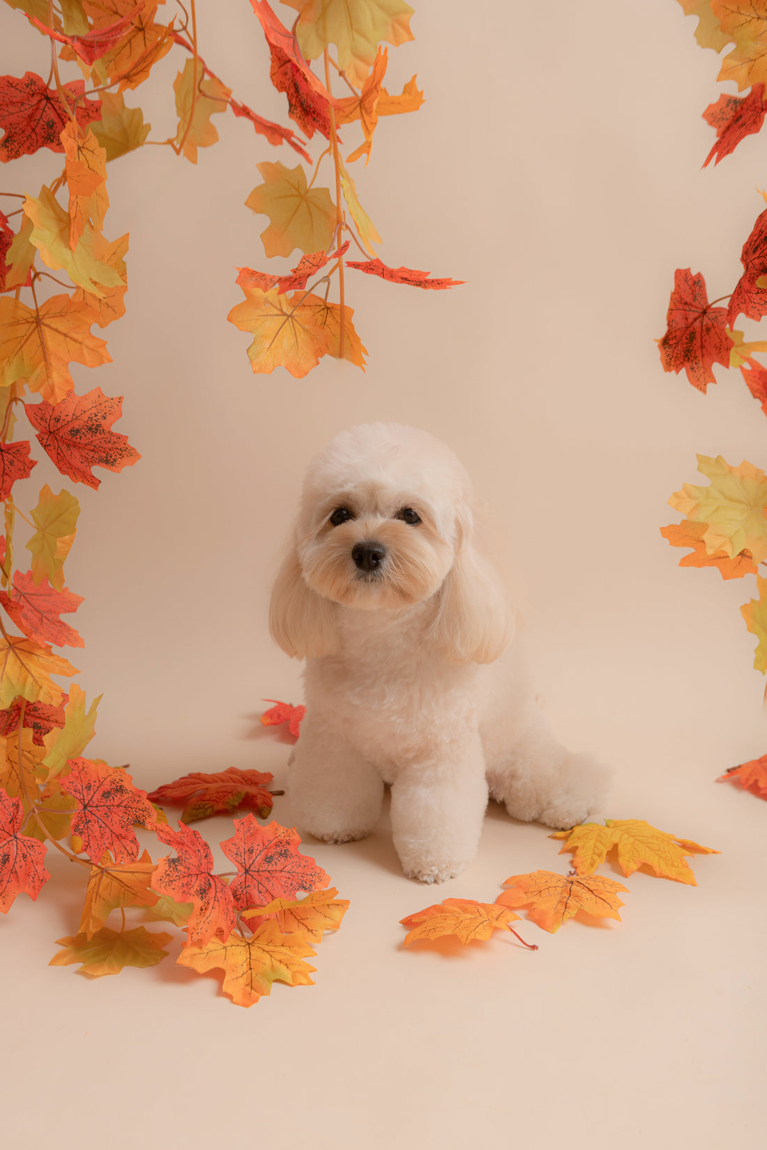 Autumn Seasons (Till End of November)