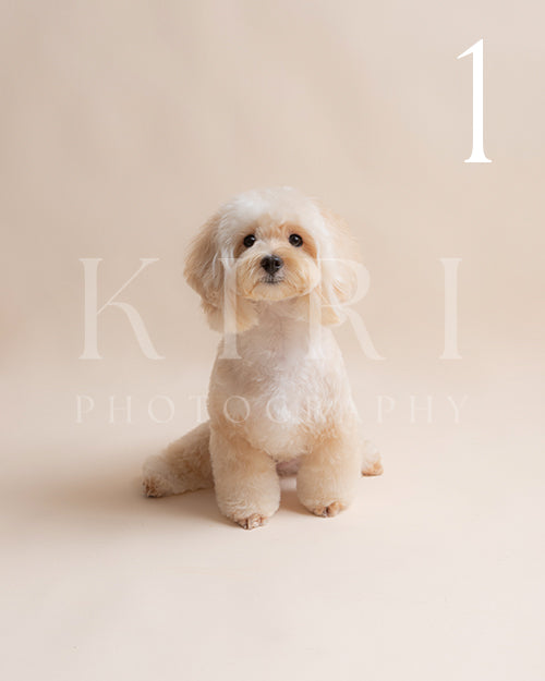 Miso's Kiri Pawtrait