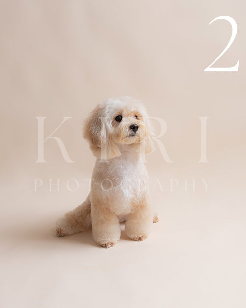 Miso's Kiri Pawtrait