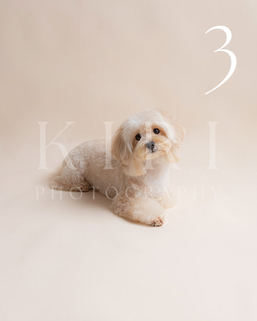 Miso's Kiri Pawtrait