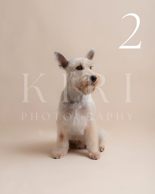 Snowy's Kiri Pawtrait