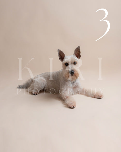 Snowy's Kiri Pawtrait