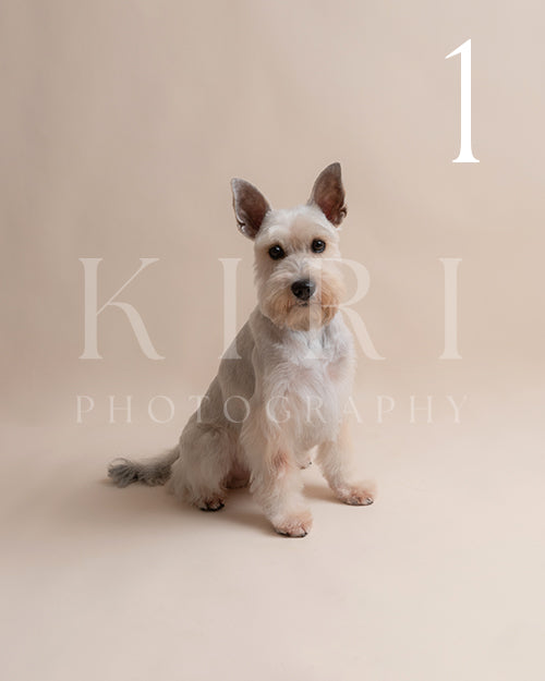 Snowy's Kiri Pawtrait