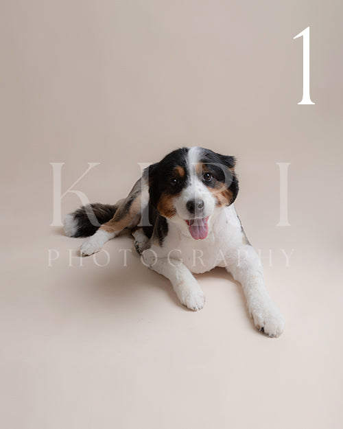 Holly's Kiri Pawtrait