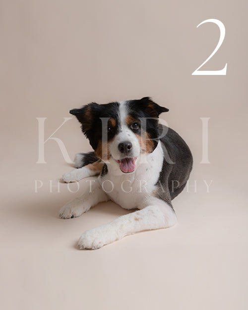 Holly's Kiri Pawtrait
