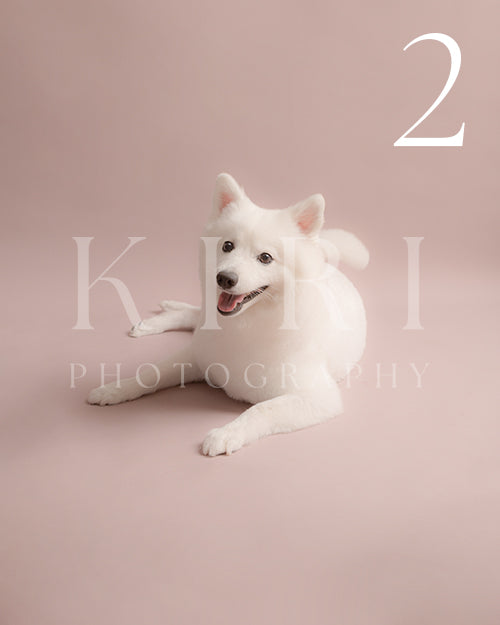 Yukki's Kiri Pawtrait