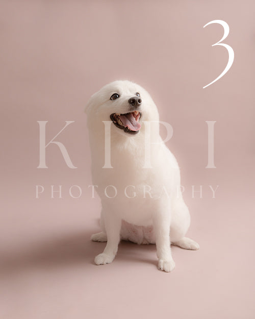 Yukki's Kiri Pawtrait