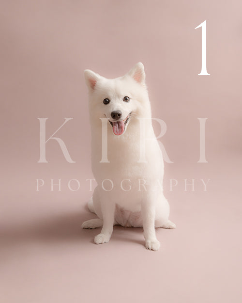 Yukki's Kiri Pawtrait