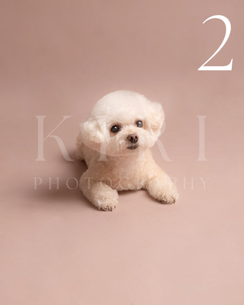 Sunkiss's Kiri Pawtrait