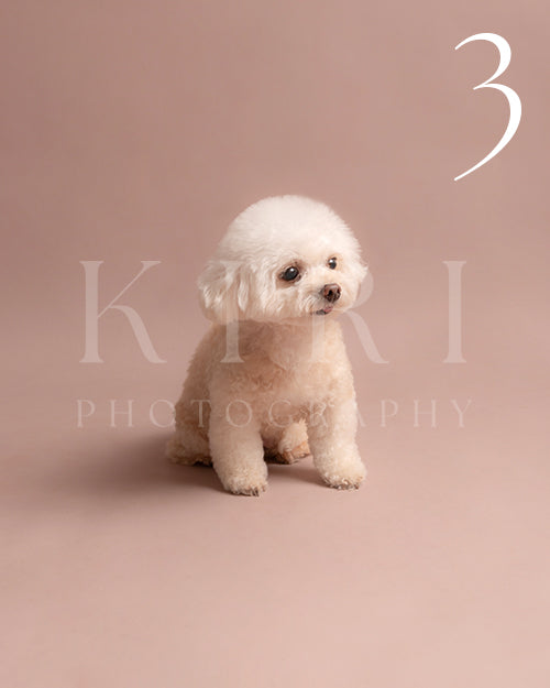 Sunkiss's Kiri Pawtrait